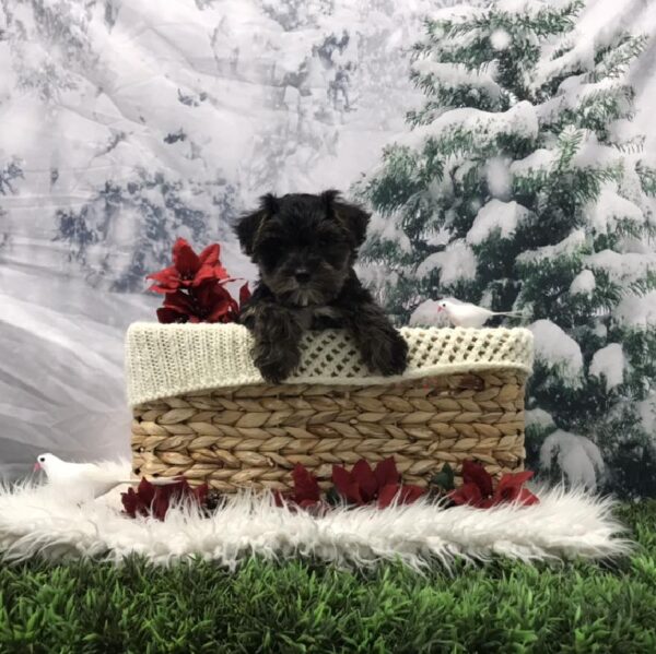 Morkie-DOG-Male-Black / Tan-6407-Petland Robinson, Pittsburgh, PA