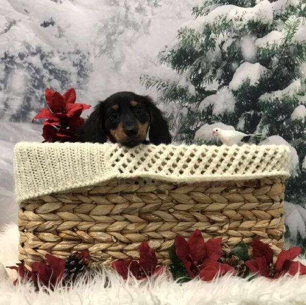 Dachshund-DOG-Female-Black / Tan-6406-Petland Robinson, Pittsburgh, PA