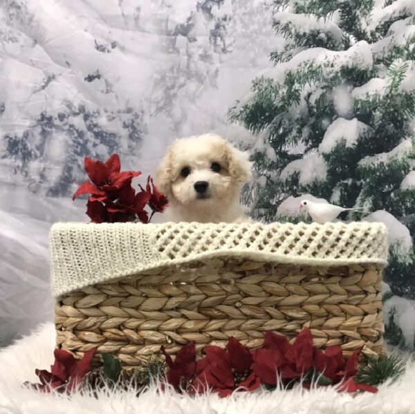 Cavachon-DOG-Male-White-6401-Petland Robinson, Pittsburgh, PA