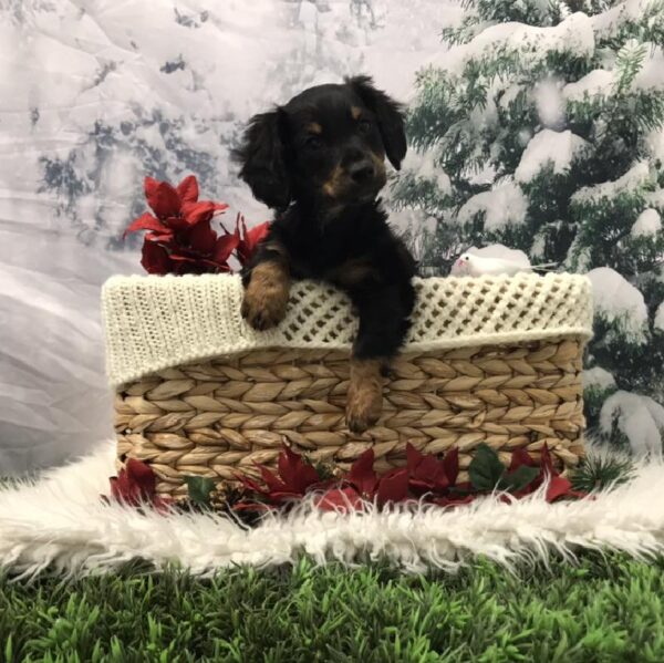 Chiweenie-DOG-Male-Black / Tan-6410-Petland Robinson, Pittsburgh, PA