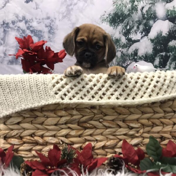 Puggle-DOG-Male-Fawn-6409-Petland Robinson, Pittsburgh, PA