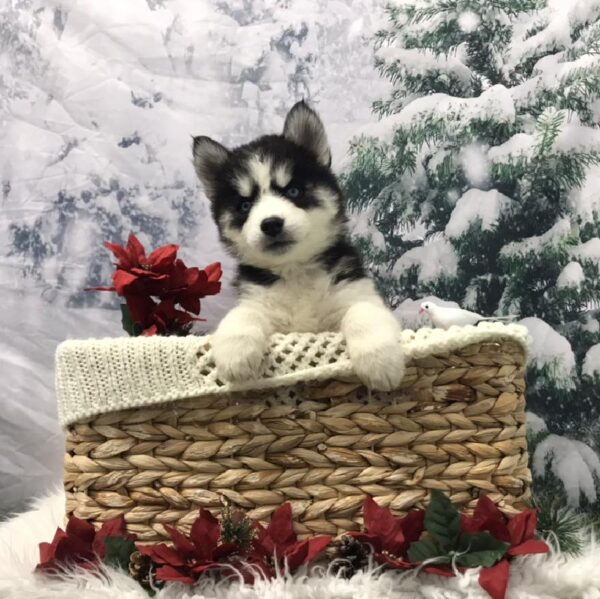 Siberian Husky DOG Male Black / White 6399 Petland Robinson, PA