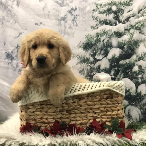 Golden Retriever-DOG-Male-Golden-6403-Petland Robinson, Pittsburgh, PA