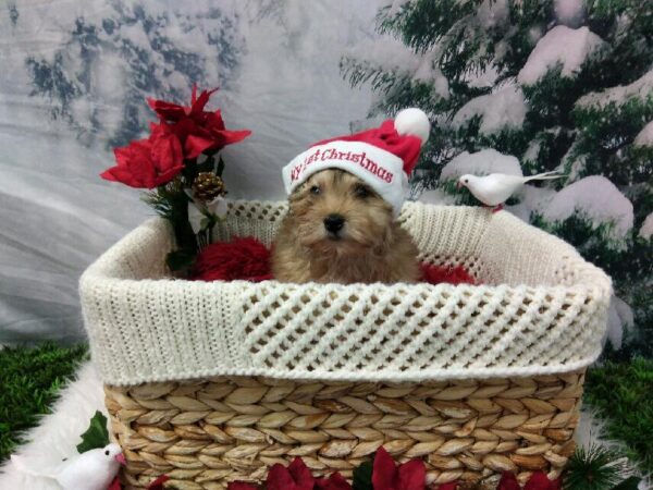 Morkie-DOG-Male-Gold-6414-Petland Robinson, PA