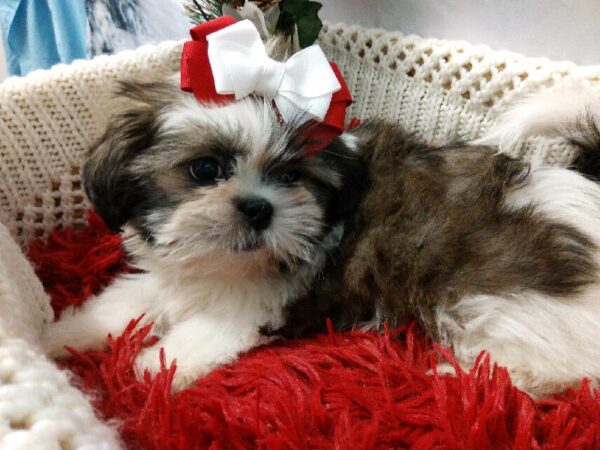 Shih Tzu DOG Female Gold and White 6416 Petland Robinson, PA