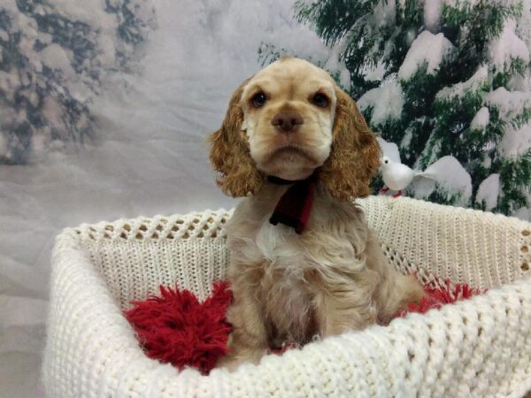 Cocker Spaniel-DOG-Male-Buff-6412-Petland Robinson, PA