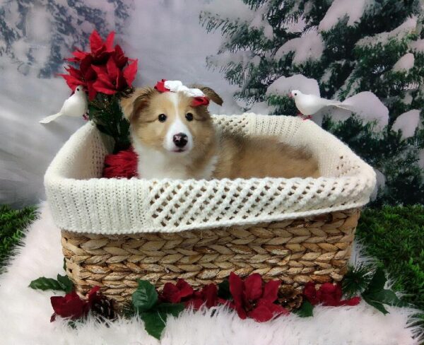 Sheltie-DOG-Female-Sable and White-6415-Petland Robinson, Pittsburgh, PA