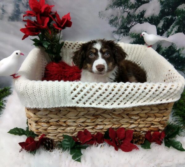 Miniature Australian Shepherd-DOG-Male-Red and White-6413-Petland Robinson, Pittsburgh, PA
