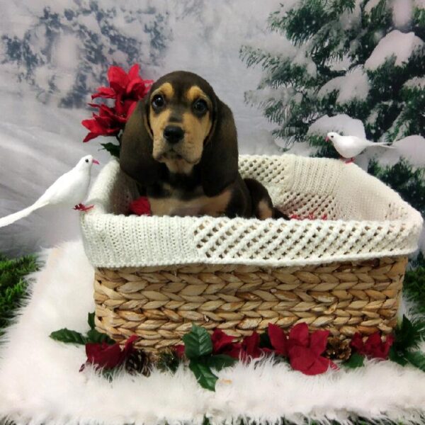 Bloodhound DOG Male Black and Tan 6411 Petland Robinson, PA