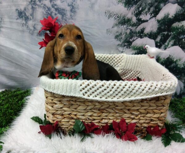Basset Hound-DOG-Female-Black Brown and White-6417-Petland Robinson, Pittsburgh, PA