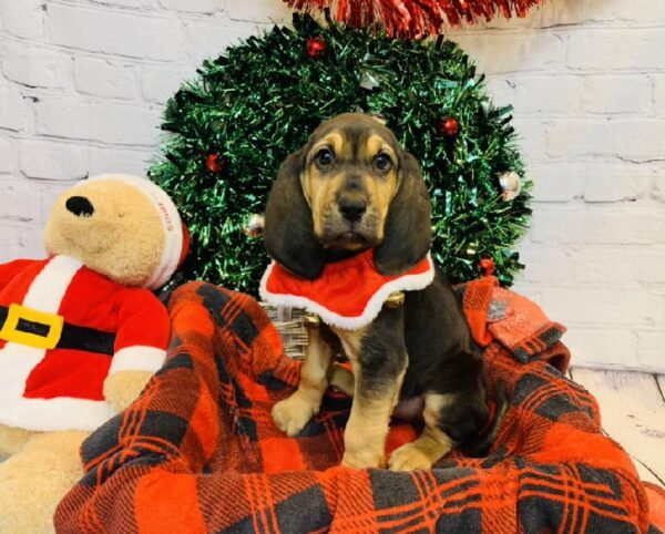 Bloodhound DOG Female Black and Tan 6418 Petland Robinson, PA