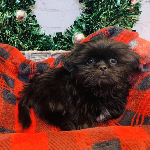 Shih Tzu DOG Male Black 6420 Petland Robinson, PA