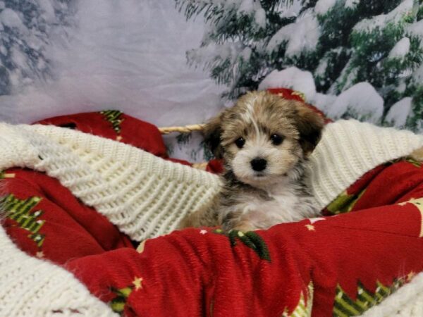 Shorkie DOG Male Gold 6428 Petland Robinson, PA