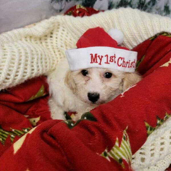 Bichon- Poo-DOG-Female-Apricot-6427-Petland Robinson, Pittsburgh, PA