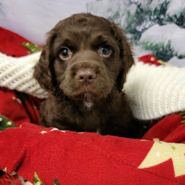 Cockapoo DOG Male Chocolate 6426 Petland Robinson, PA