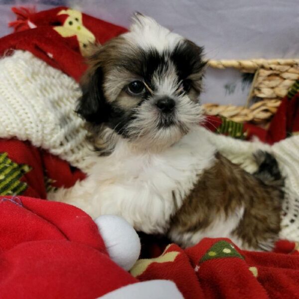 Shih Tzu DOG Female Brindle / White 6432 Petland Robinson, PA