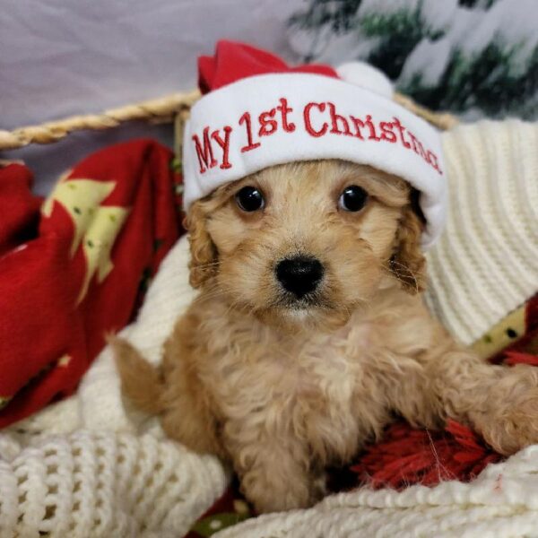 Cavapoo-DOG-Male-Apricot-6429-Petland Robinson, PA