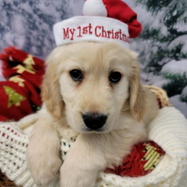 Golden Retriever-DOG-Male-Light Golden-6430-Petland Robinson, Pittsburgh, PA