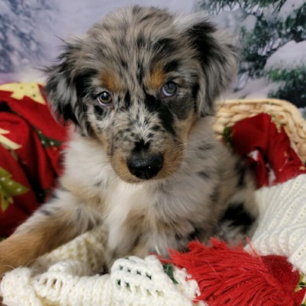 Australian Shepherd-DOG-Male-Blue Merle-6431-Petland Robinson, Pittsburgh, PA