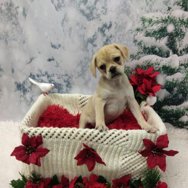 Puggle-DOG-Female-Fawn-6437-Petland Robinson, Pittsburgh, PA