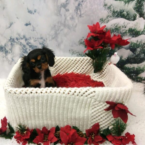 Cavalier King Charles Spaniel DOG Male Black and Tan 6438 Petland Robinson, PA