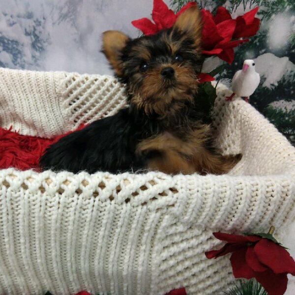 Yorkie-DOG-Female-Black and Tan-6441-Petland Robinson, Pittsburgh, PA