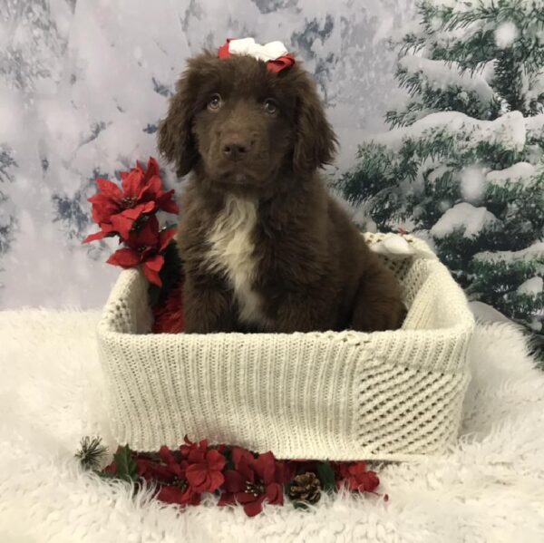 Newfoundland DOG Female Brown 6436 Petland Robinson, PA