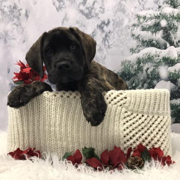 Daniff DOG Male Brindle 6434 Petland Robinson, PA