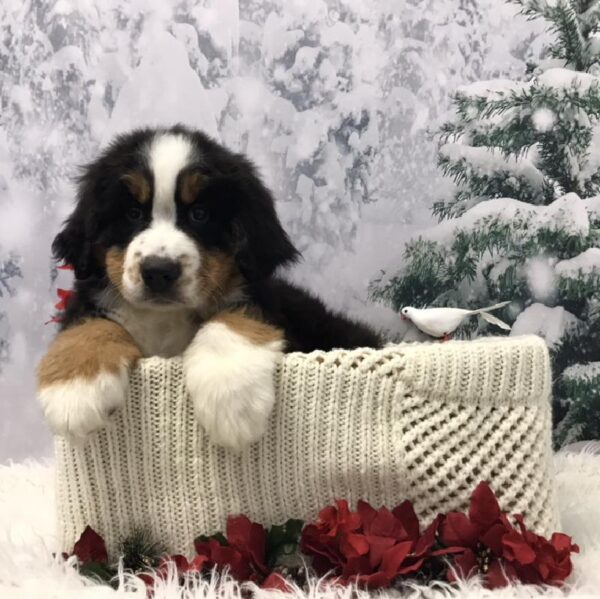 Bernese Mountain Dog DOG Male Black Rust and White 6435 Petland Robinson, PA