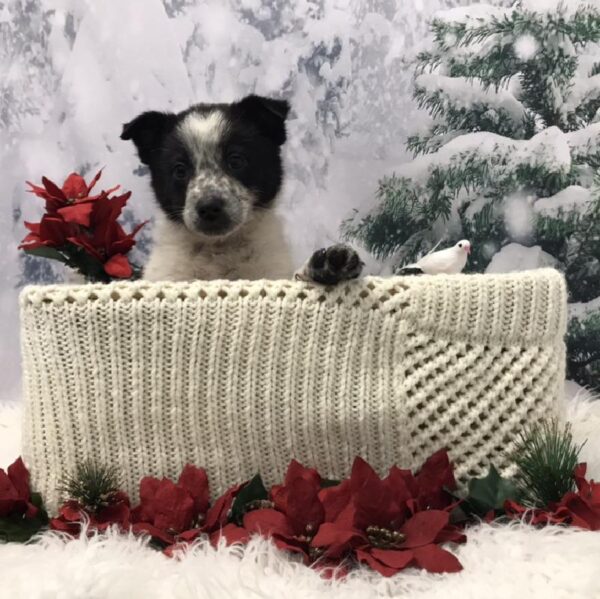 Australian-Heeler DOG Male Black and White 6442 Petland Robinson, PA