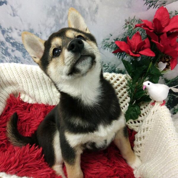 Shiba Inu-DOG-Female-Black and Tan-6439-Petland Robinson, Pittsburgh, PA