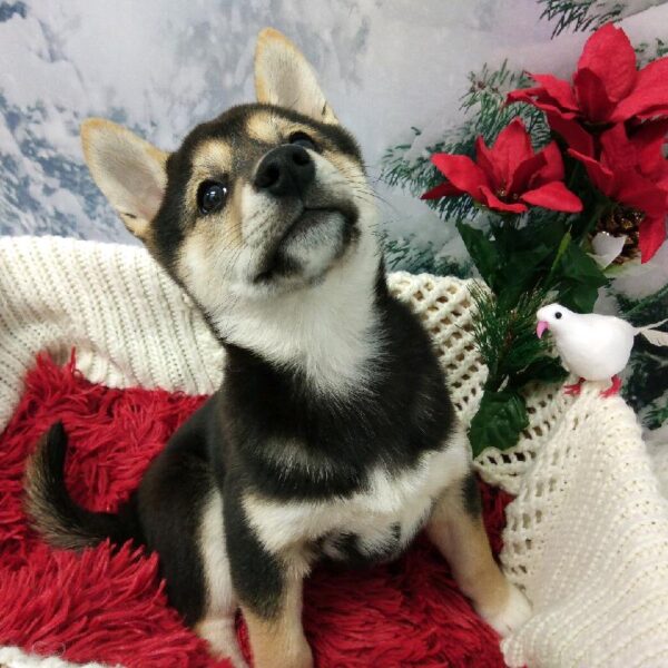 Shiba Inu DOG Female Black and Tan 6439 Petland Robinson, PA