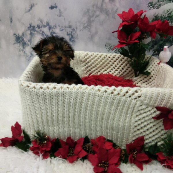 Yorkie DOG Male Black and Tan 6440 Petland Robinson, PA