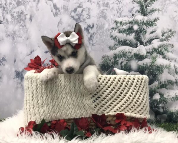 Siberian Husky DOG Female Red / White 6472 Petland Robinson, PA