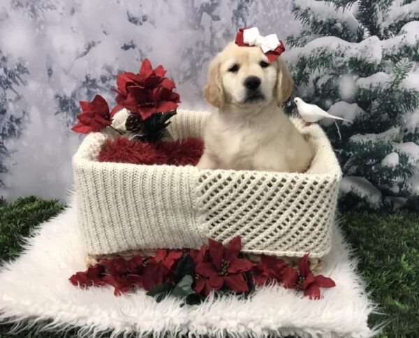 Golden Retriever-DOG-Female-Golden-6471-Petland Robinson, Pittsburgh, PA