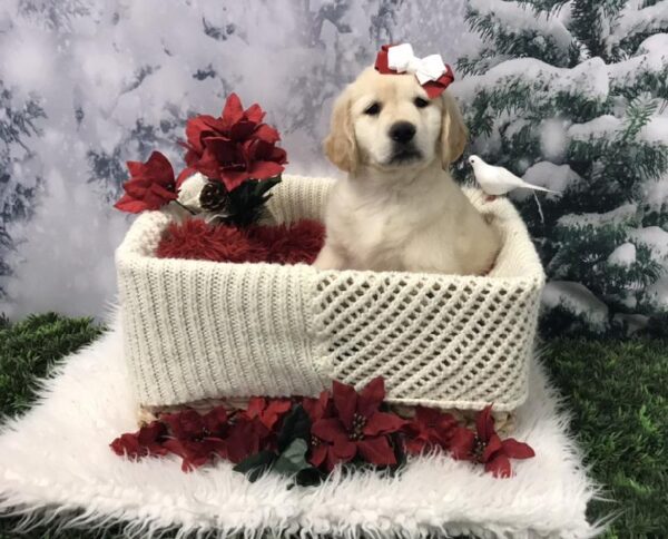 Golden Retriever DOG Female Golden 6471 Petland Robinson, PA