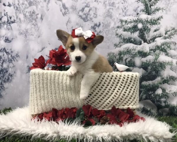 Pembroke Welsh Corgi DOG Female Red / White 6467 Petland Robinson, PA