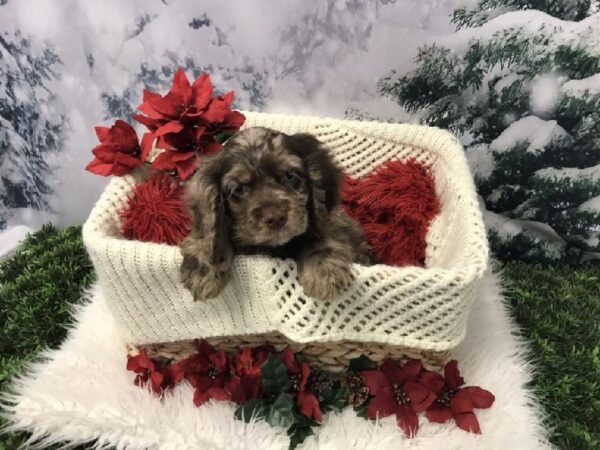 Cocker Spaniel-DOG-Male-Chocolate-6466-Petland Robinson, PA