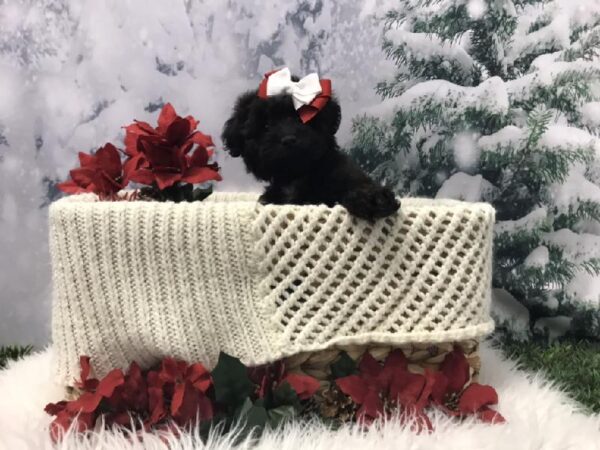 Aussiedoodle-DOG-Female-Black / White-6461-Petland Robinson, PA