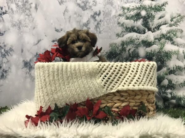 Havanese-Shih Tzu-DOG-Male-Gold Sable-6469-Petland Robinson, Pittsburgh, PA