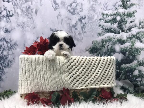 Teddy Bear-DOG-Male-Black / White-6468-Petland Robinson, Pittsburgh, PA