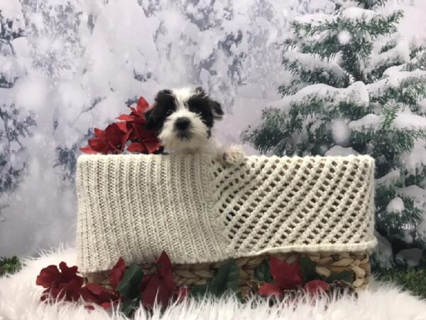 Yorkie-Poo-DOG-Female-Black / White-6460-Petland Robinson, Pittsburgh, PA