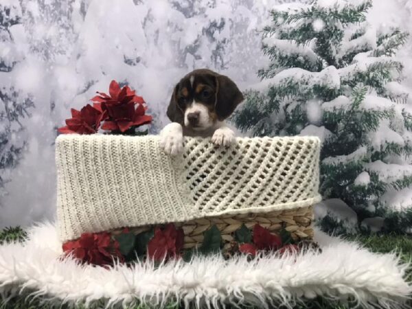 Beagle DOG Male Chocolate White Tan 6463 Petland Robinson, PA