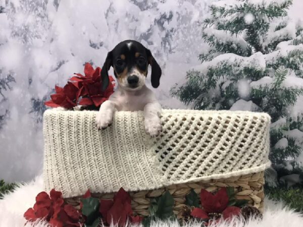 Dachshund-DOG-Female-Red / White-6470-Petland Robinson, Pittsburgh, PA