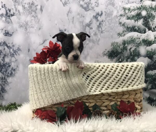 Boston Terrier-DOG-Female-Black / White-6465-Petland Robinson, Pittsburgh, PA