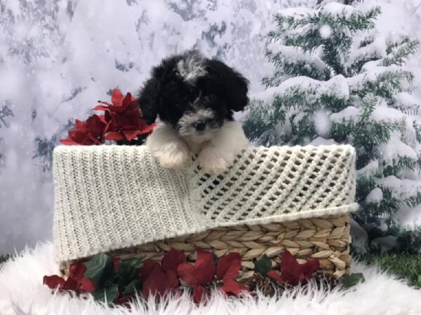 Havapoo-DOG-Male-Black-6462-Petland Robinson, Pittsburgh, PA