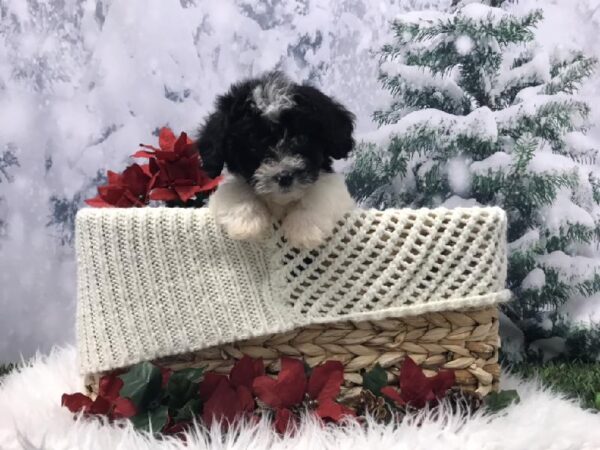 Havapoo-DOG-Male-Black-6462-Petland Robinson, PA