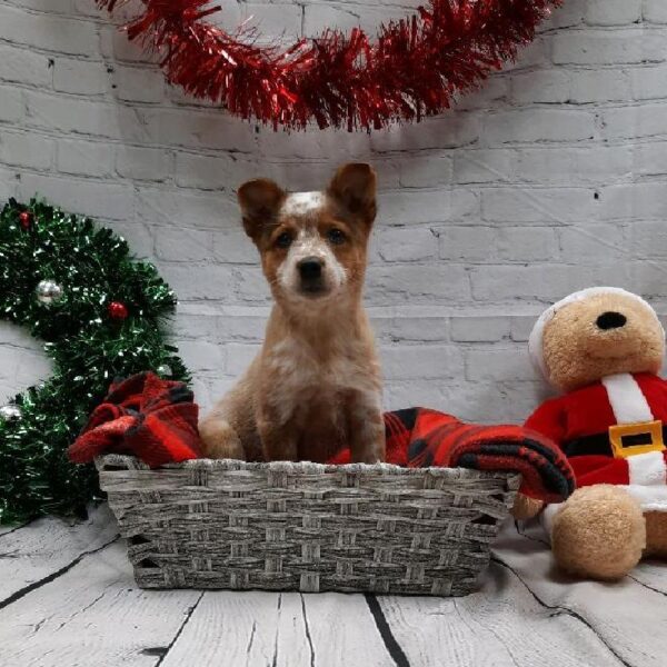 Heeler-DOG-Female-Red Merle-6352-Petland Robinson, PA