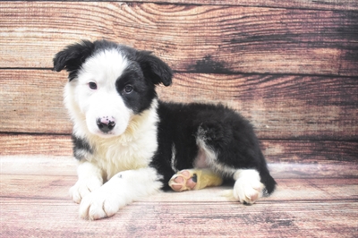 Border Collie-DOG-Male-Black and White-6478-Petland Robinson, PA