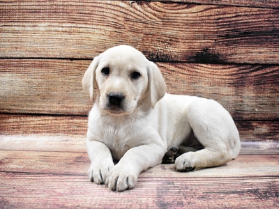 Labrador Retriever-DOG-Female-Yellow-6479-Petland Robinson, Pittsburgh, PA